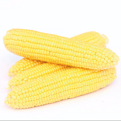 Хан F1 семена кукурузы (May Seed / Мэй Сид)