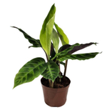 Калатея Варшевича