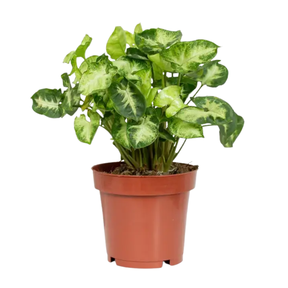 Сингониум пикси