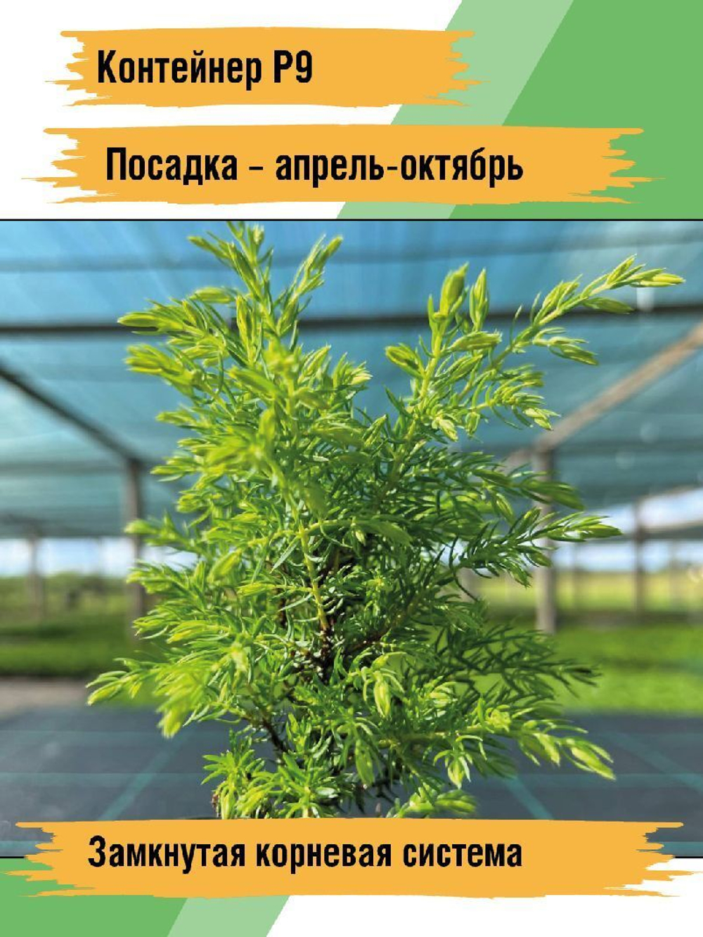 Саженец Можжевельник Вилтони
