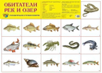 Плакат демонстрационный супер А2 "Обитатели рек и озер" (Сфера)