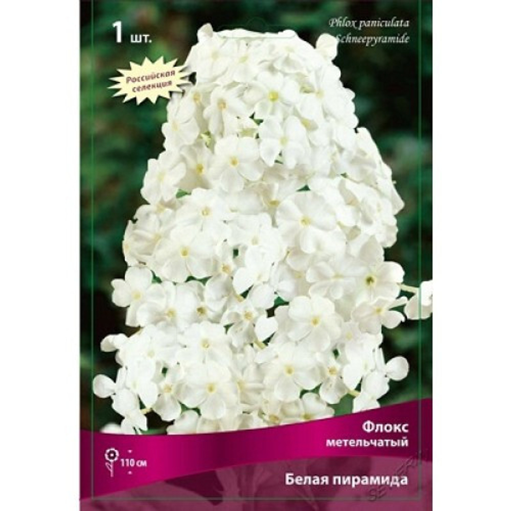 Флокс Белая Пирамида