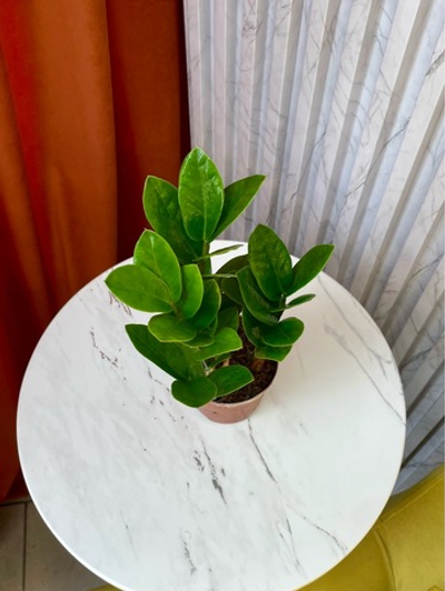 Замиокулькас, D9см Н25см, 1шт, Китай