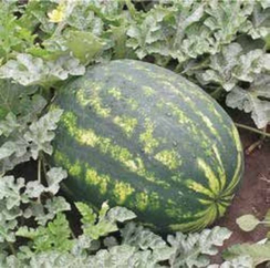 Варда F1 семена арбуза (Hazera / Хазера)