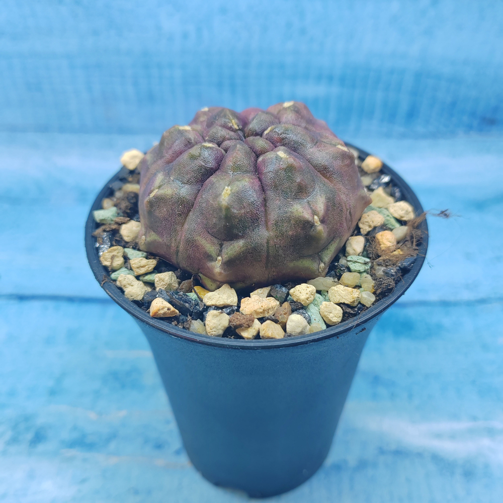Gymnocalycium Daydream (Гимнокалициум)