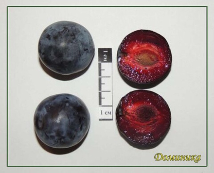 Слива Доминика