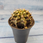 Gymnocalycium T-Rex hybride (Гимнокалициум T-rex)