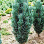 Сосна обыкновенная Фастигиата С5 40-60