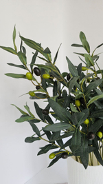 Олива серая / Арт 1235