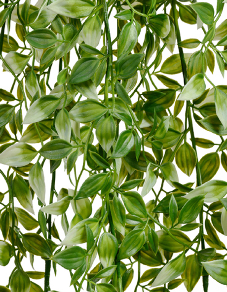 Традесканция бело-зелёная