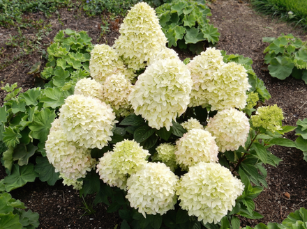 Гортензия метельчатая «Бобо» (Hydrangea paniculata 'Bobo')