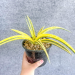 Сансевиерия BANDIPUR HYBRID VAR s.L