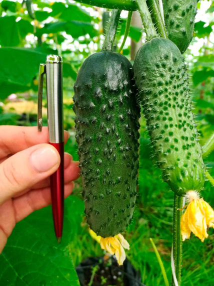 Киборг F1 семена огурца партенокарпического (Гавриш) – фото 6