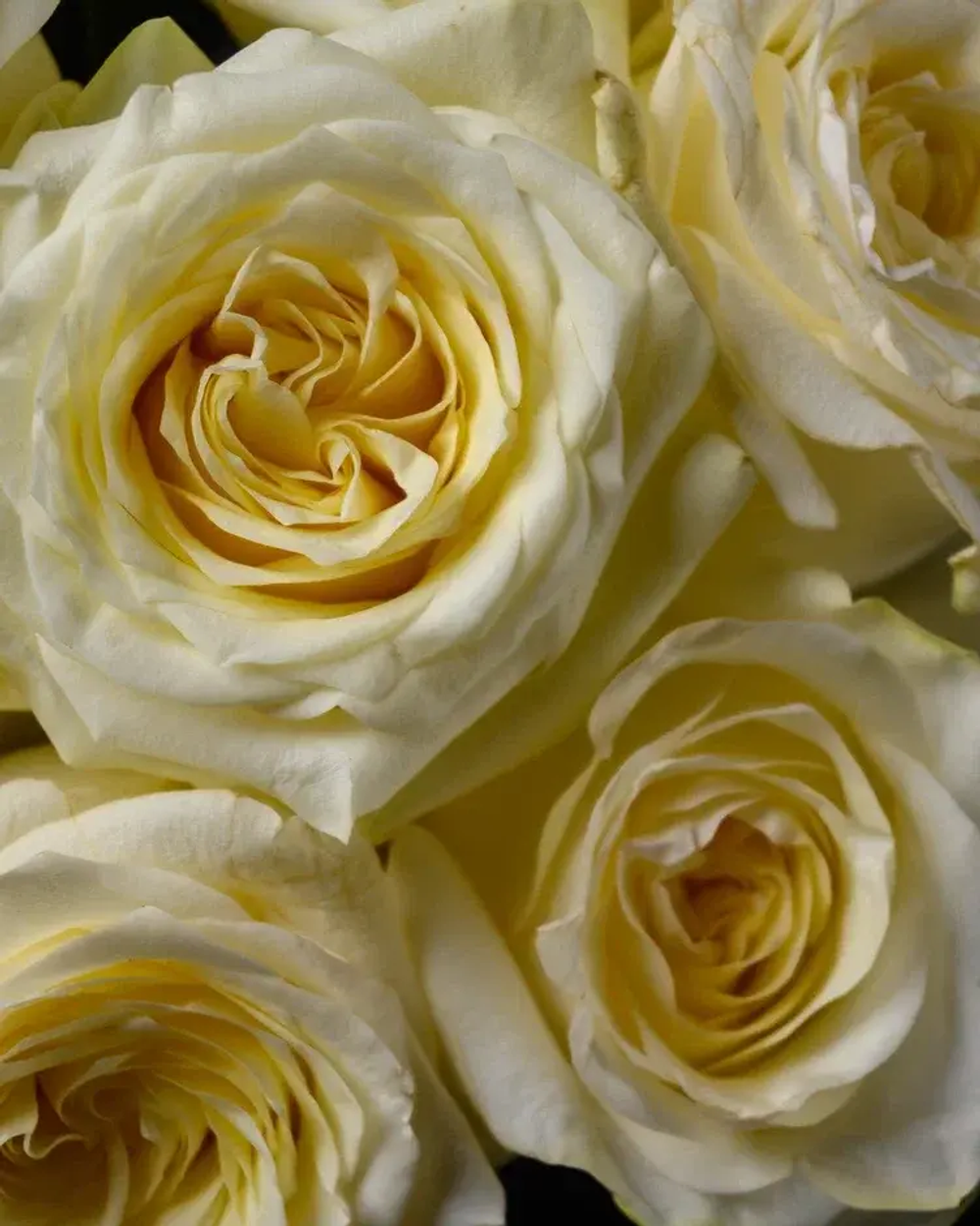 Букет из 11 пионовидных роз (Канделайт 50 см)