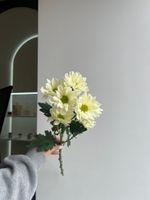 Хризантема в кремовом оттенке