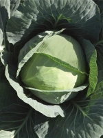 Бронко F1 семена капусты белокочанной (Bejo / Бейо)