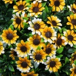 Искусственное растение шар «Самшит» цветы оранжевые D-45см Ultramarine