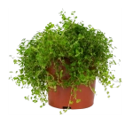 Солейролия