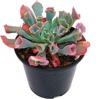 Купить живые суккуленты 🌵 Интернет-магазин суккулентов EnjoyPlants