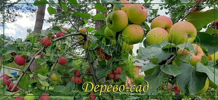 Яблоня Четырехсортовая и больше