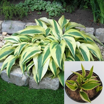 Хоста Лейксайд Драгонфлай