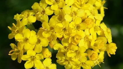 Патриния сибирская