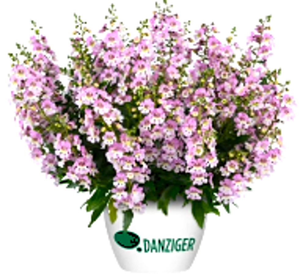 ЕВРО Ангелония (Alonia) Big Bicolor Pink Imp. укорененный ЕВРО черенок НАЧАЛО ЯНВАРЯ поставка 5