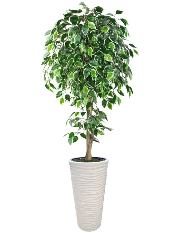 Искусственное дерево Фикус Пестрый 190 см в высоком круглом белом кашпо