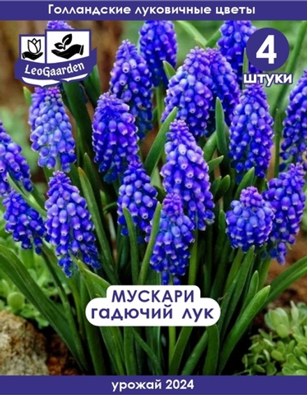 Мускари (Гадючий лук), 4 шт