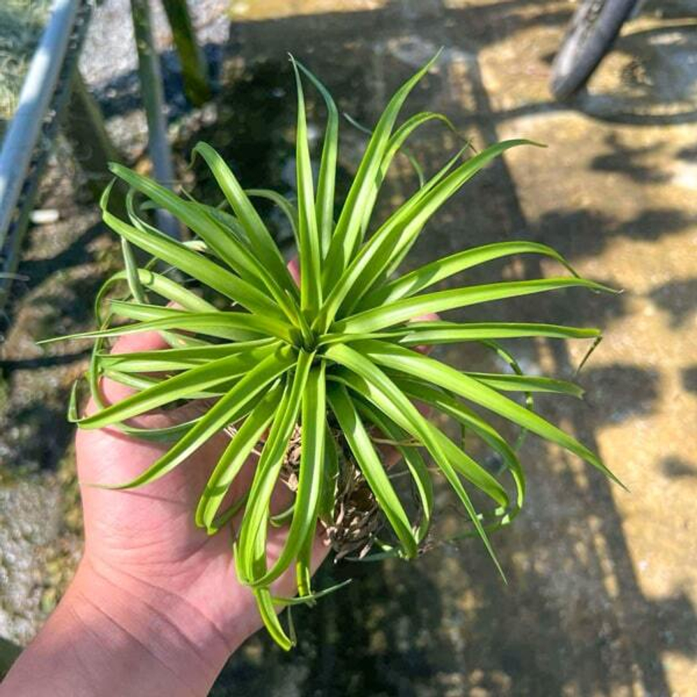 Тилландсия brachycaulos Compact