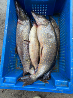 щука свежая