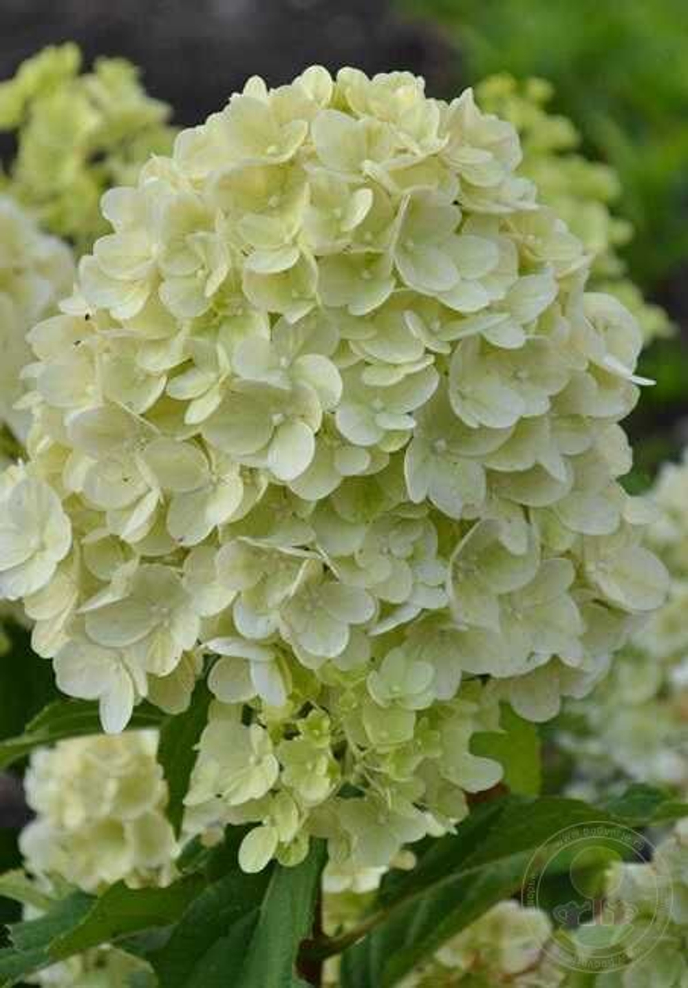 Гортензия метельчатая Гарденлайт Лемонлайт ( Hydrangea paniculata Gardenlight Lemonlight)