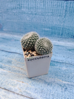 Notocactus Haselbergii (Нотокактус)