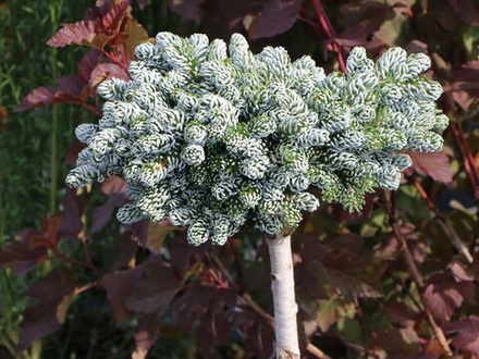 Пихта корейская Когоутс Айсбрекер С7,5 Ра 30