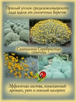 Сантолина Серебристая вечнозелёная