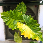 Алоказия PORTORA AUREA VAR