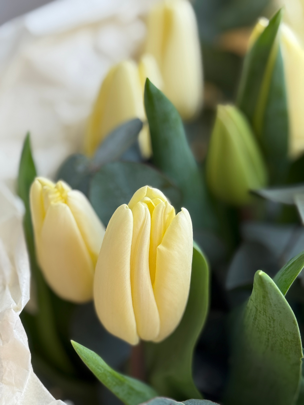 Кремовые тюльпаны и зелень эвкалипта в нежном оформлении Флора Маркет