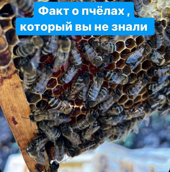 ИНТЕРЕСНЫЕ ФАКТЫ О ПЧЕЛАХ