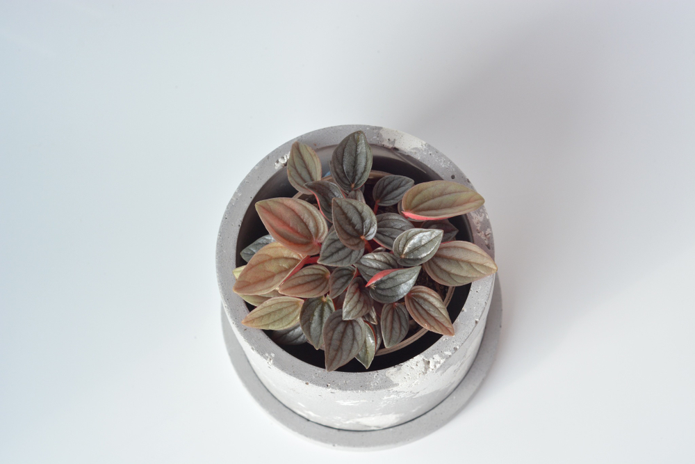 Пеперомия Санторини / Peperomia Santorini