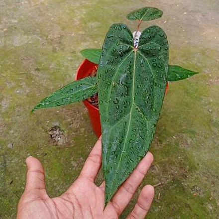 Антуриум BLUE PAPILLILAMINUM from seed