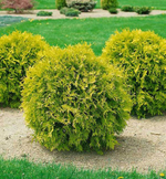 Туя западная "Mirjam"