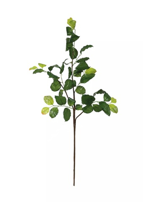 Ветка лимонника