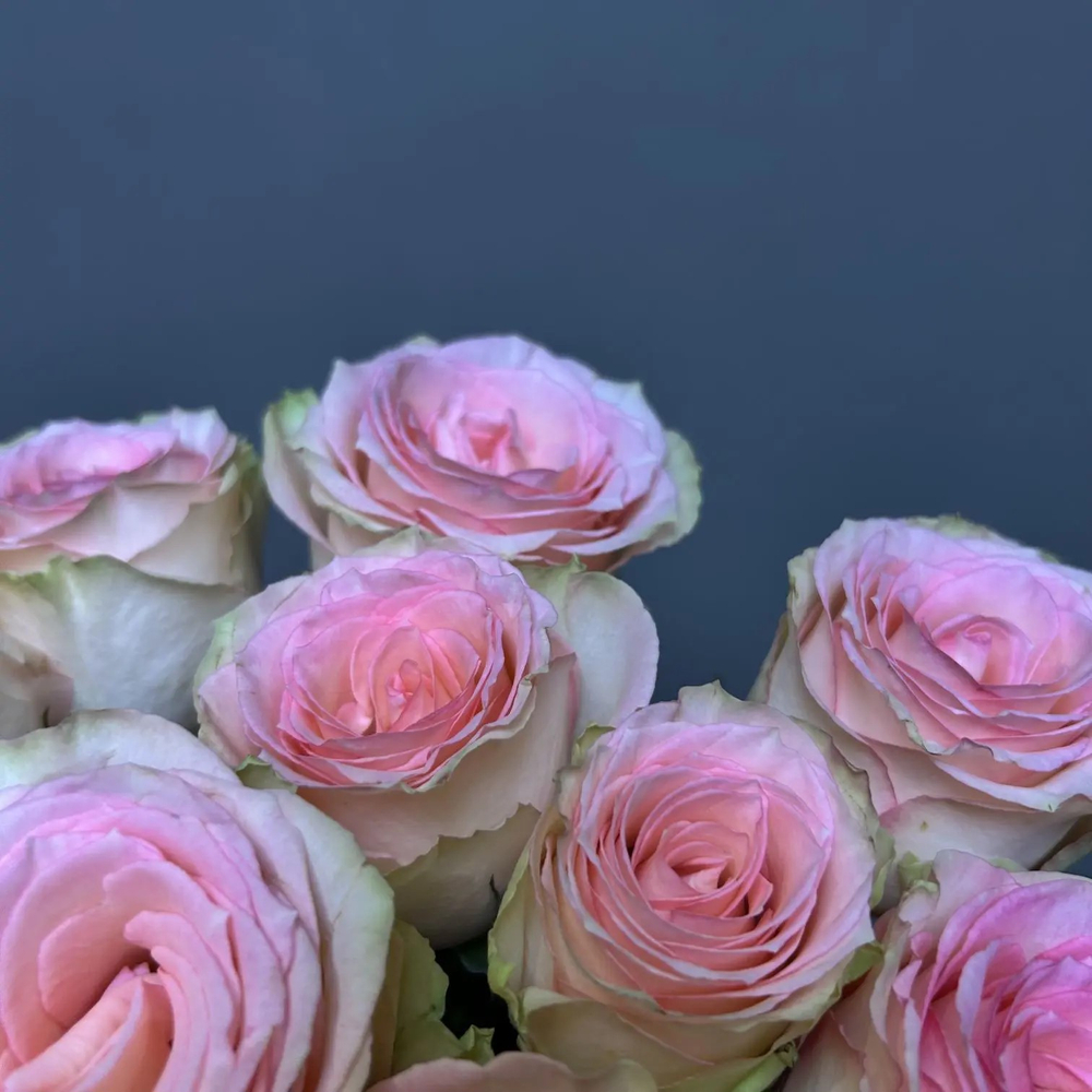 Букет из 15 нежных роз под ленту (э)