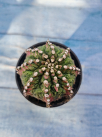 Gymnocalycium T-Rex Pink hybrid (Гимнокалициум)