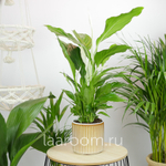 Спатифиллум Штраусс 13/50