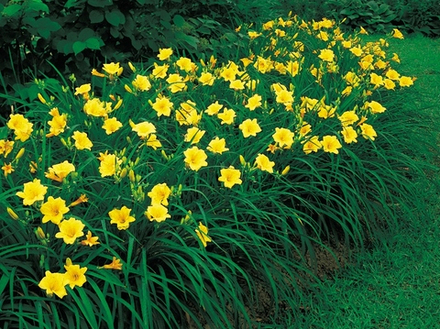 Лилейник Стелла Де Оро (Stella de Oro)