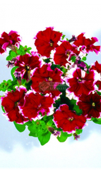 Петуния KALIFFO BURGUNDY PICOTEE (Драже)