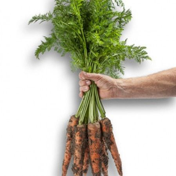 Вармия F1 семена моркови нантской (Rijk Zwaan / Райк Цваан) подукт – фото 2