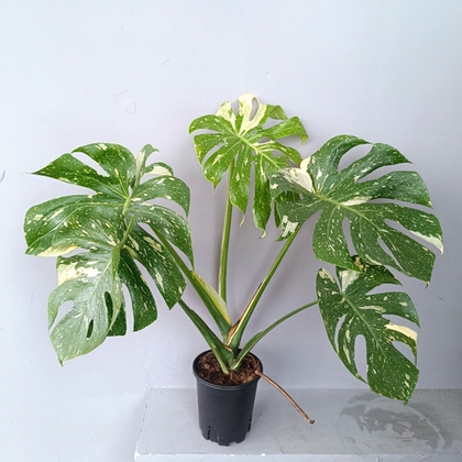 Монстера вариегата