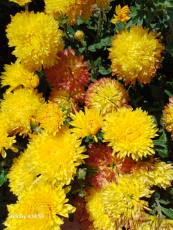 САЖЕНЦЫ ХРИЗАНТЕМЫ КОРЕЙСКАЯ № 12 МИШАЛЬ